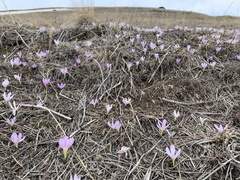 Crocus biflorus