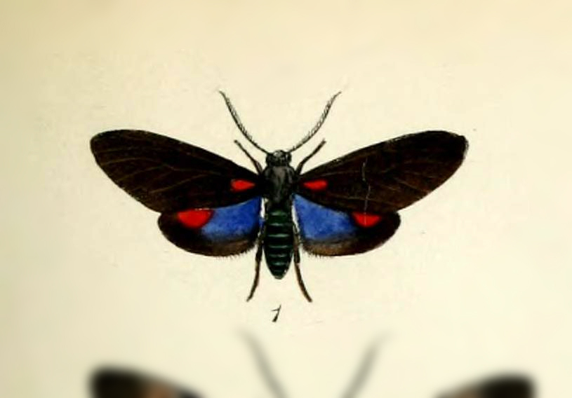 Cyanopepla bertha
