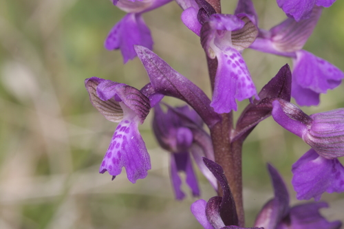 vstavač obyčajný (Anacamptis morio)