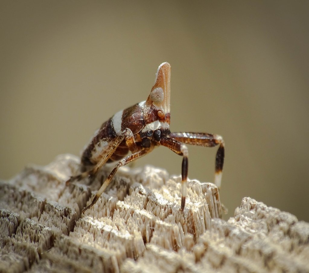 Bursinia