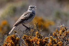 Certhilauda curvirostris