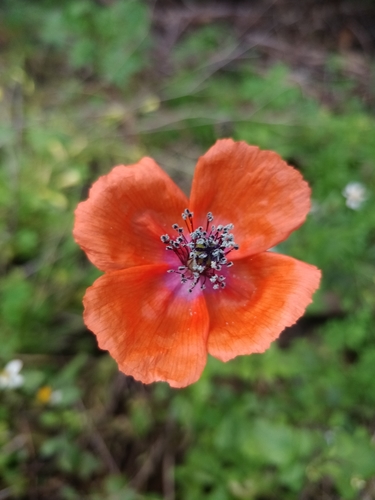 Mediterranean poppy (Papaver pinnatifidum)