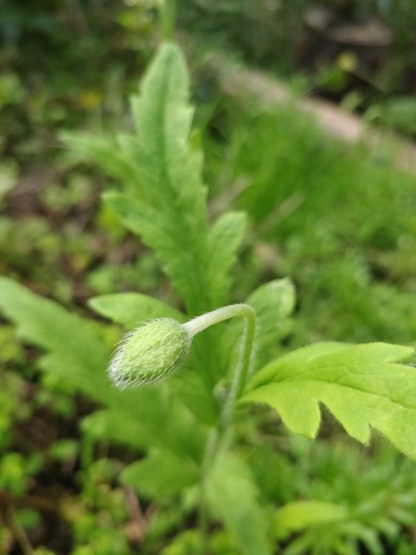 Papaver pinnatifidum image