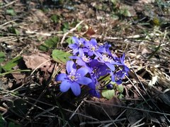 Hepatica nobilis