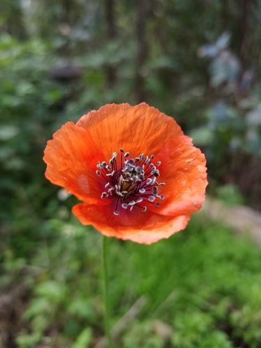 Image of Papaver pinnatifidum by (c) Vítor Jorge, some rights reserved (CC BY)