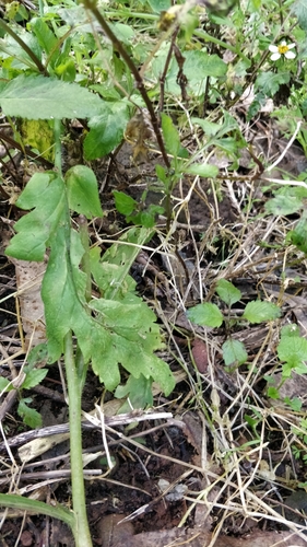 Image of Papaver pinnatifidum by (c) Vítor Jorge, some rights reserved (CC BY)