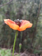 Papaver pinnatifidum image