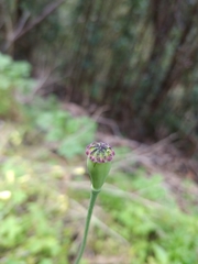 Papaver pinnatifidum image