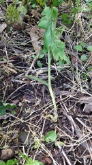 Papaver pinnatifidum image