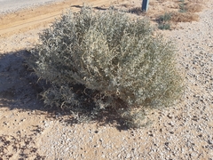 Atriplex nummularia