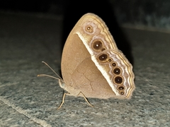 Mycalesis subdita