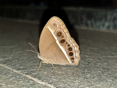 Mycalesis subdita