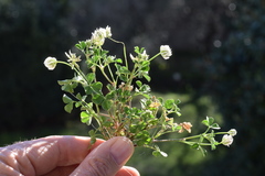 Trifolium nigrescens