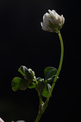 Trifolium nigrescens