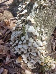 Phaeocalicium