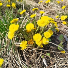 Tussilago farfara