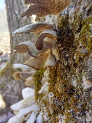 Phaeocalicium