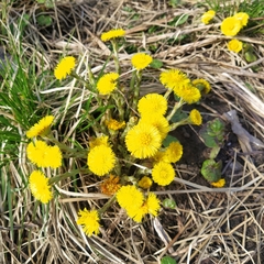Tussilago farfara