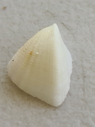 モクハチアオイ