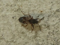 Scolopostethus thomsoni