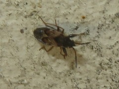 Scolopostethus thomsoni