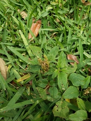 Amaranthus emarginatus image