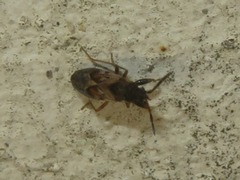 Scolopostethus thomsoni