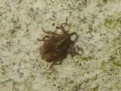 Trichosirocalus troglodytes