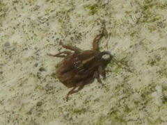 Trichosirocalus troglodytes