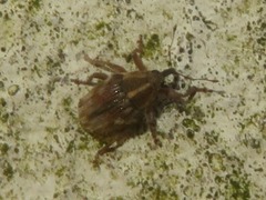 Trichosirocalus troglodytes