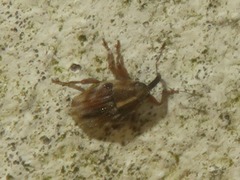 Trichosirocalus troglodytes