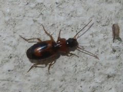 Badister lacertosus