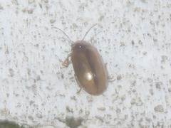 Contacyphon laevipennis