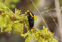 Pseudoclinteria cincticollis