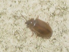 Contacyphon laevipennis