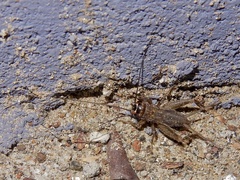 Modicogryllini