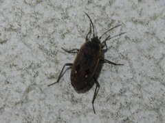 Graptopeltus lynceus