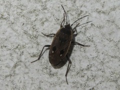 Graptopeltus lynceus