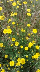 Anacyclus radiatus