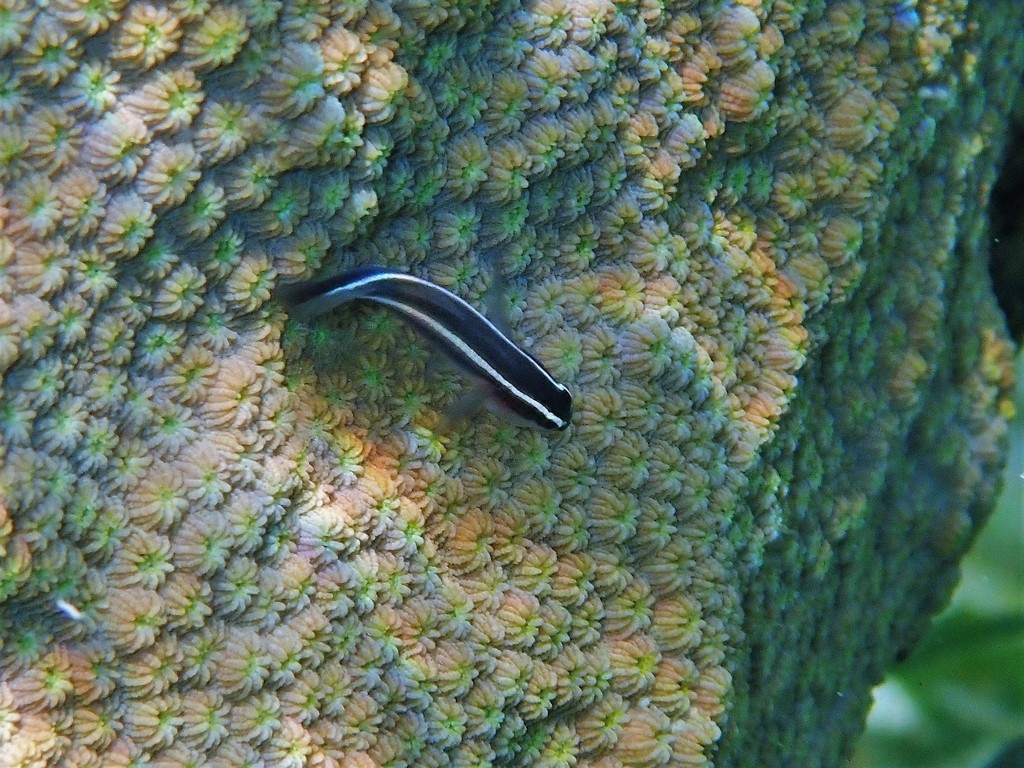 Spotlight goby (Elacatinus louisae) — Gobiidae