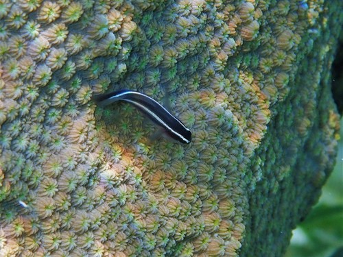 Spotlight goby (Elacatinus louisae) — Gobiidae