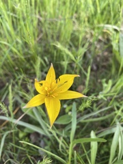 Tulipa sylvestris biebersteiniana