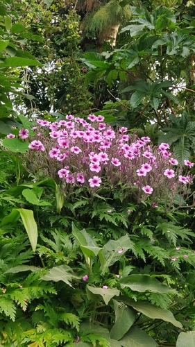 Geranium maderense