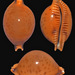 Pustularia globulus - Photo (c) uwkwaj, algunos derechos reservados (CC BY-NC), subido por uwkwaj