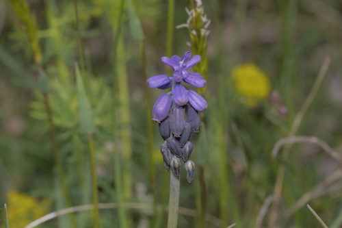Razgranjena presličica (Muscari neglectum)