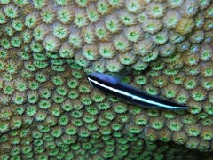 Elacatinus prochilos
