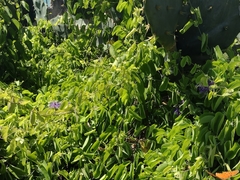 Passiflora subrotunda