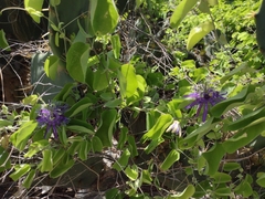 Passiflora subrotunda