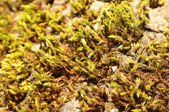 Cryphaea heteromalla
