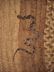 Aspidelaps scutatus intermedius